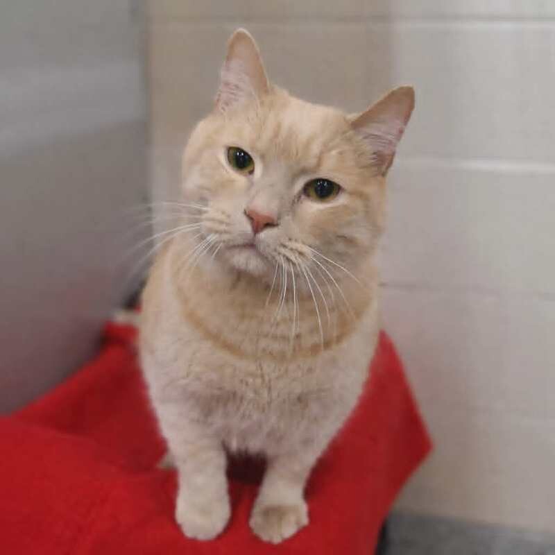 Picture of the Animal Listed